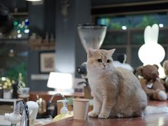 -咖法森林·咖啡  酒吧(天河店)