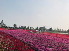 -荷兰花海