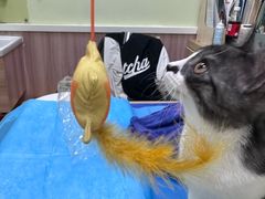 -瑞鹏宠物医院·宠保定点·心脏科·内科(御桥分院)