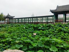 -莲花池公园