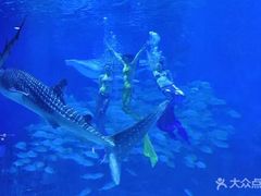 -烟台海昌鲸鲨海洋公园
