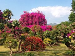 -中国科学院西双版纳热带植物园