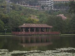 -顺峰山公园