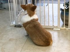 -奶牛家宠物酒店(嘉宏云顶店)