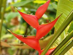 -西双版纳基诺山寨