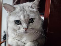 -宠福鑫康馨动物医院·骨科·眼科