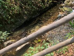 -莫里热带雨林景区