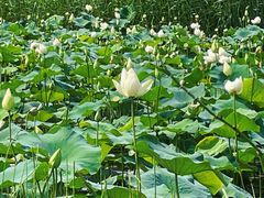 -云漫湖生态度假公园