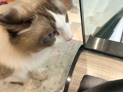 -飞行喵MR PILOT|猫舍·猫咖(静安大融城店)