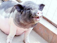 -石家庄市动物园