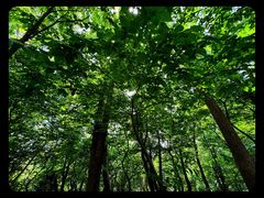 -上海佘山国家森林公园西佘山园