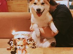 -柴务处·柴犬主题狗咖