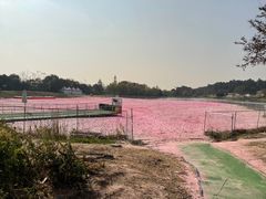 -大塘金香草谷