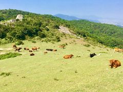 -大姆山草场