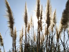 景点-西昌邛海湿地