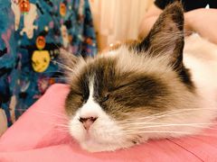 -猫色咖啡·猫咖