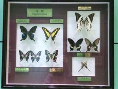 -上海昆虫博物馆