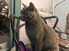 -喵屿·大理花园猫咖