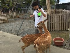 -鹿境梅花鹿生态园区