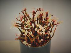 -倦勤咖啡(中山南路店)