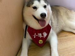 -Husky Go! 哈士奇体验馆·宠物咖啡厅狗咖