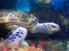 -太平洋海底世界