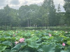 -渤公岛生态公园