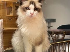 -喵喵咪呀布偶猫咖(春熙路店)