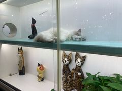 -猫小院猫主题餐厅(三里屯店)