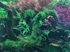 -ADA自然水景世界