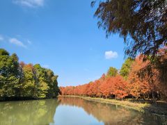 -上海海湾国家森林公园