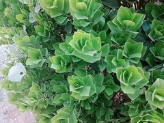 -梨木台悦来客农家院