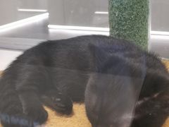 -babydoll猫舍·米努特·德文·缅因(久光中心店)