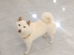 -柴犬小屋·柴餐厅·狗咖食堂(金鼎广场店)