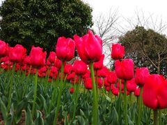 -上海鲜花港
