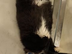 -共舞时光猫咖·狗咖(新街口店)