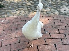 -西双版纳傣族园
