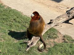 -西霞口神雕山野生动物世界