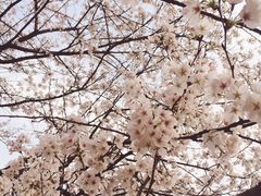 -武汉大学-樱园