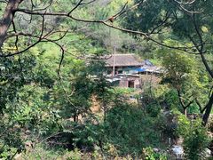 -大岭沟猕猴桃谷风景区