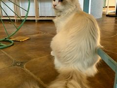 -共舞时光猫咖·狗咖(新街口店)