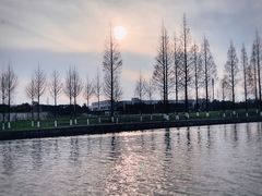 -高东镇樱花园