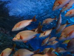 -太平洋海底世界