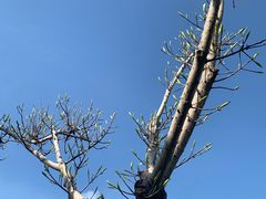 -厦门国家会计学院
