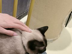 -藏猫猫咖啡主题馆(中央大道店)