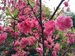 -南汇桃花村