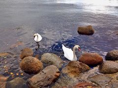 -美人鱼