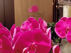-桃花源中餐厅(金茂豪华精选酒店)