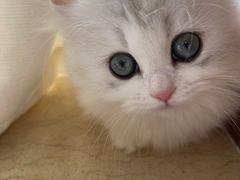 -momokira米努特·德文卷毛猫·棉花面纱犬