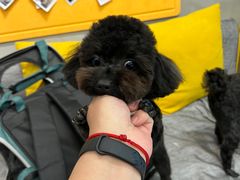 -PETKIT 小佩宠物·低压洗护·美容·寄养(安远店)